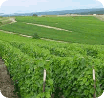 La vigne - A la source du Champagne